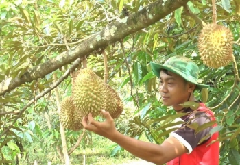 Diện tích trồng sầu riêng tăng nóng, phá vỡ mọi quy hoạch