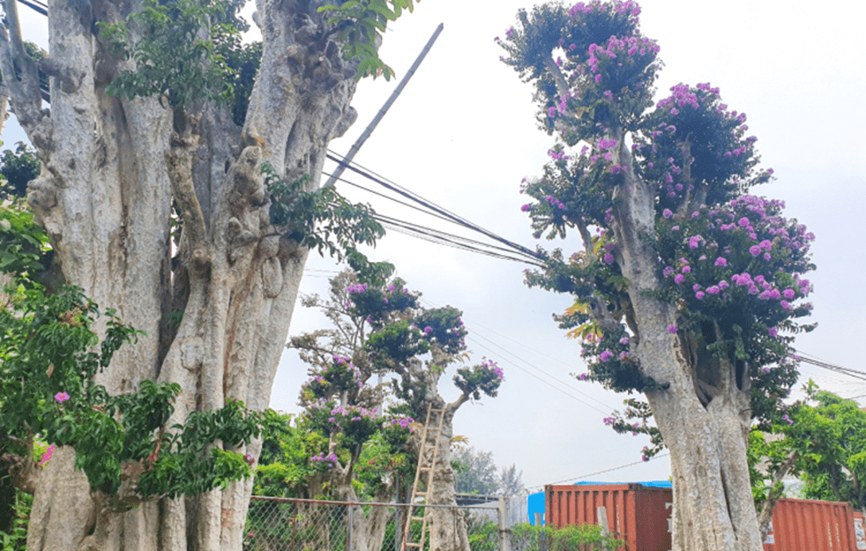 Hình ảnh cây Bằng Lăng rừng