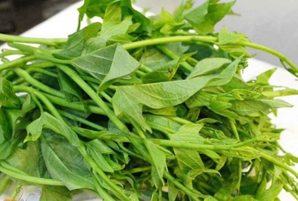 Ngọn rau Khoai lang