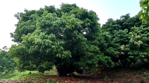 "Thủ phủ vải thiều" miền Bắc mất mùa lớn