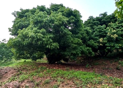 "Thủ phủ vải thiều" miền Bắc mất mùa lớn