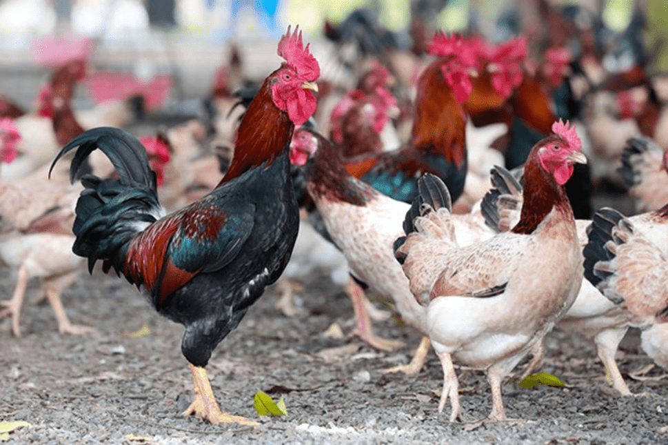 Hình ảnh gà mía Đường Lâm - Sơn Tây