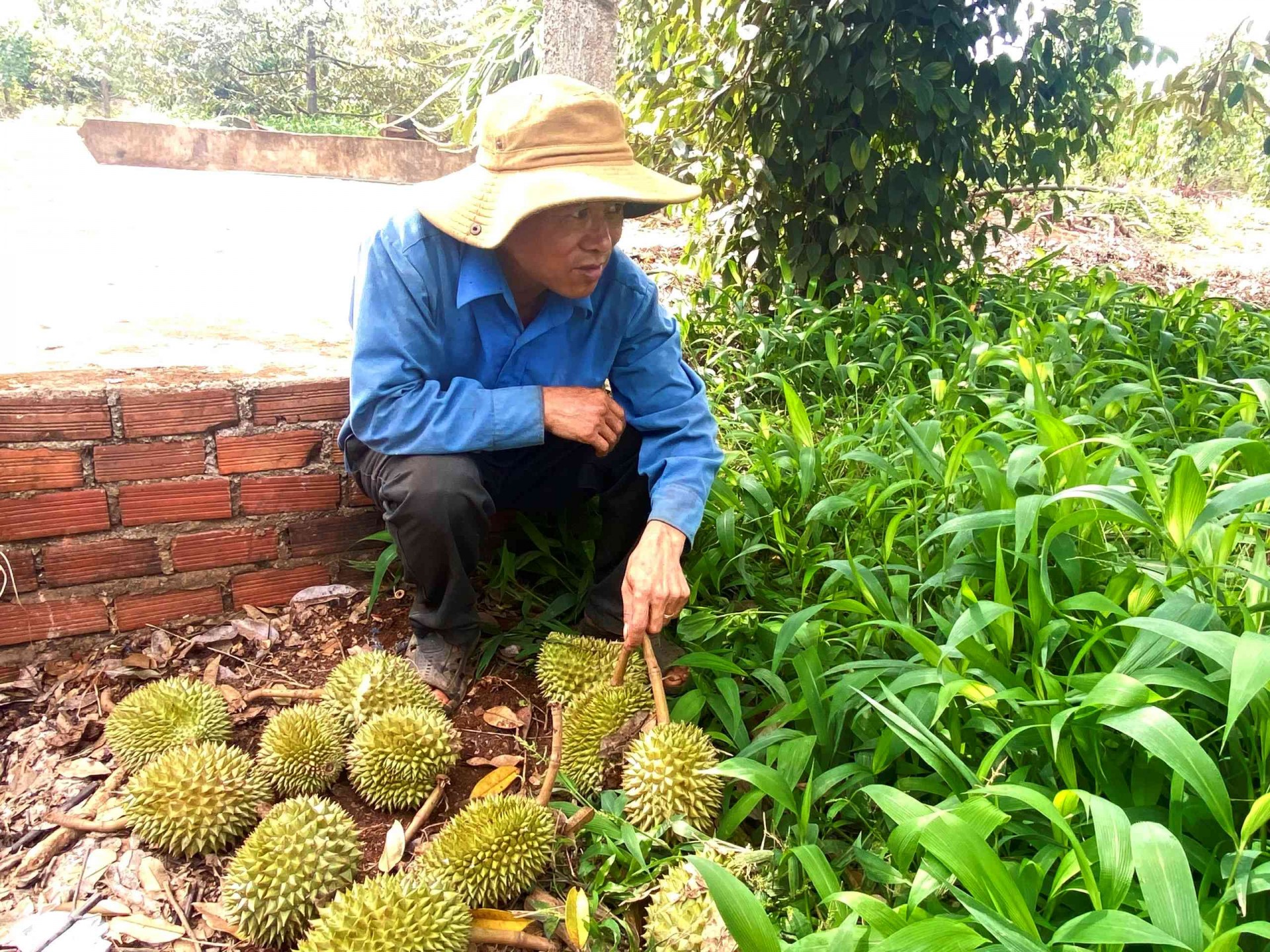 Ông Định xót xa khi những quả sầu sắp tới ngày thu hoạch đã bị rụng. Ông Định xót xa khi những quả sầu sắp tới ngày thu hoạch đã bị rụng.