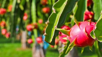 EU siết kiểm soát đối với thanh long, đậu bắp của Việt Nam