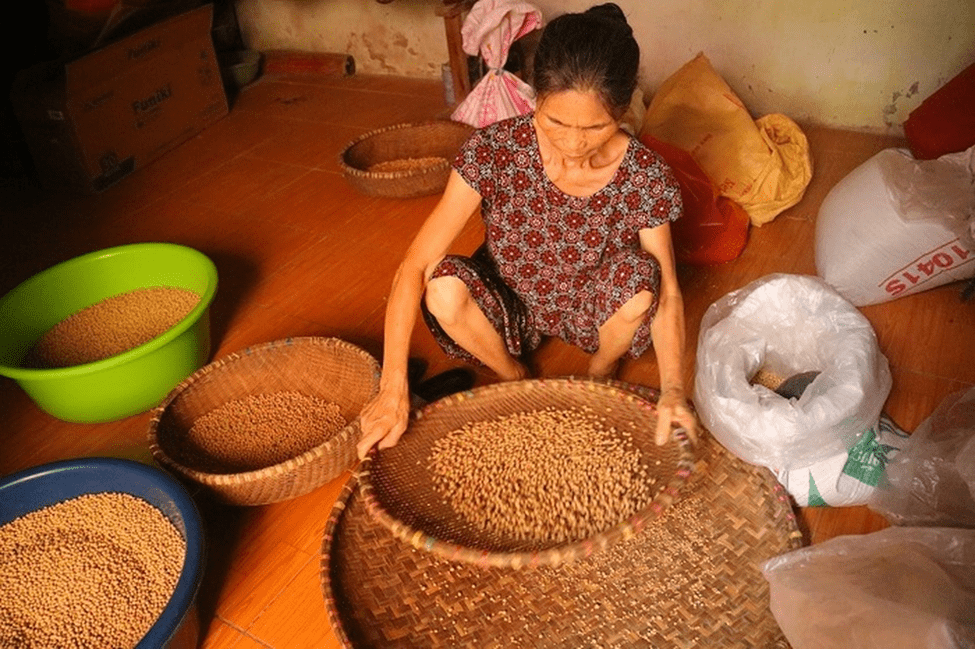 Sơ chế đậu tương để làm tương