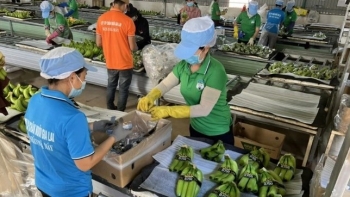 Không có heo, Hoàng Anh Gia Lai vẫn lên kế hoạch doanh thu 7.750 tỷ đồng