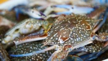 Xuất khẩu cua ghẹ Việt Nam tăng trưởng khả quan