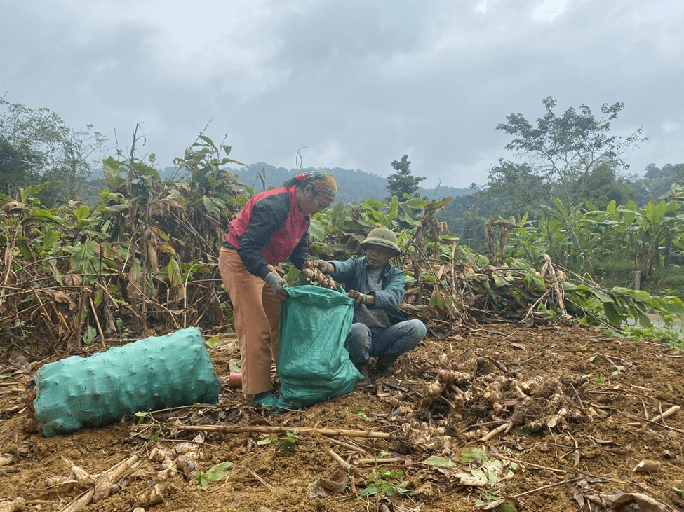 Củ dong để làm miến 