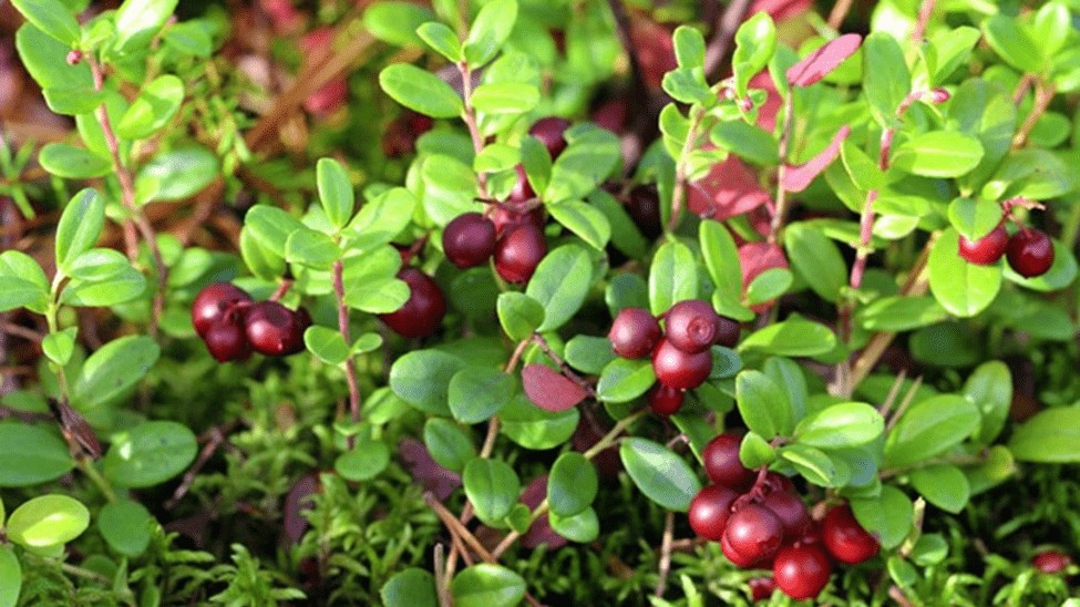 Quả nam việt quất giúp chống ung thư và tăng cường hệ miễn dịch