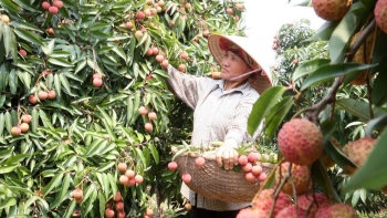 Hải Dương chủ động tăng cường xúc tiến tiêu thụ vải thiều Thanh Hà