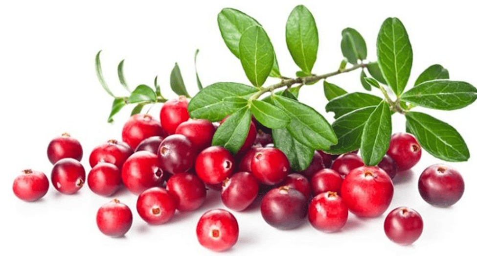 Quả nam việt quất giúp kháng viêm