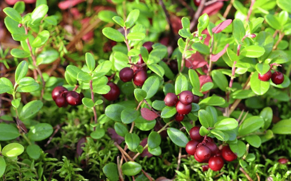 Quả nam việt quất giúp chống ung thư và tăng cường hệ miễn dịch