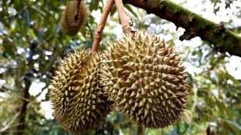 Để sầu riêng không còn nỗi lo chung