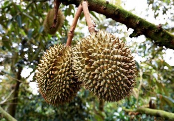 Để sầu riêng không còn nỗi lo chung