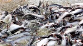 Brazil tăng nhập khẩu cá tra Việt Nam