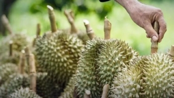 Vụ 30 lô sầu riêng nhiễm cadimi: Không phát hiện mẫu nào vượt ngưỡng như cảnh báo