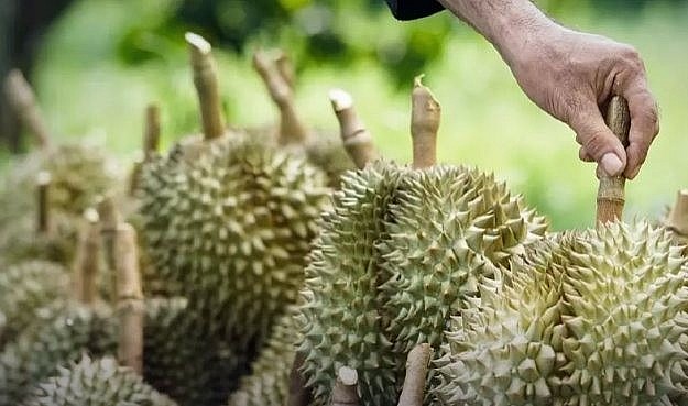 : Không phát hiện mẫu nào vượt ngưỡng như Trung Quốc cảnh báo : Không phát hiện mẫu nào vượt ngưỡng như Trung Quốc cảnh báo