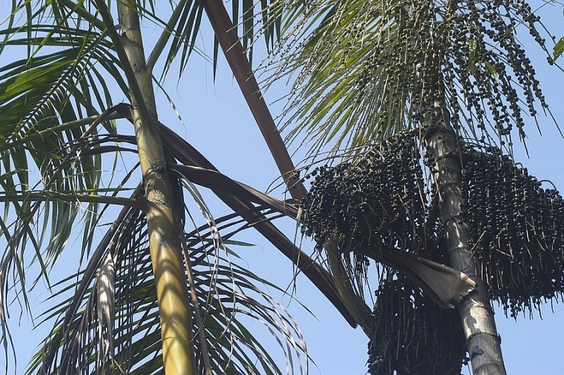 Quả acai - Loại quả của những người ăn kiêng