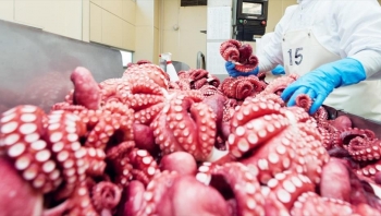 Xuất khẩu mực, bạch tuộc tăng trưởng ấn tượng