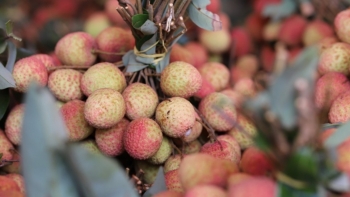 Vì sao giá vải thiều Tây Nguyên cao chót vót?