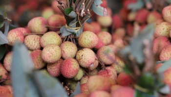 Vì sao giá vải thiều Tây Nguyên cao chót vót?