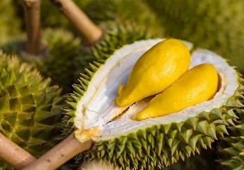 Giá sầu riêng Ri6 giảm 70% so với mức đỉnh