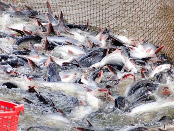 Cá rô phi "khan" nguồn cung, cơ hội cho cá tra Việt Nam