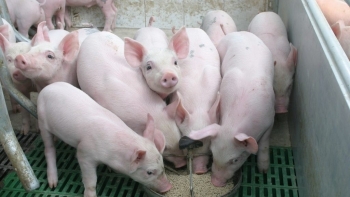 Vì sao giá heo hơi tăng lên mức gần 70.000 đồng/kg?