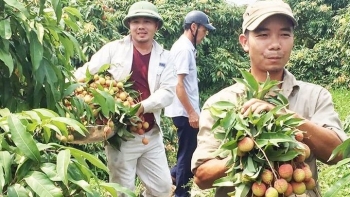 Sẽ livestream bán vải chín sớm Phương Nam trên Fanpage