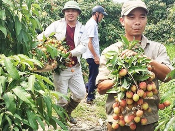 Sẽ livestream bán vải chín sớm Phương Nam trên Fanpage