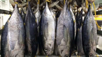 Kim ngạch xuất khẩu cá ngừ sang Nga tăng gấp đôi