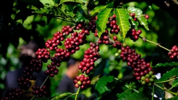 Cà phê bước vào chu kỳ tăng giá mới?