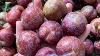 Đưa hơn 20 tấn mận hậu vào hệ thống phân phối của Sài Gòn Co.op