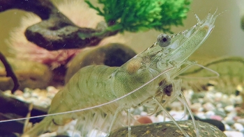 Đạm từ nấm giúp tôm nuôi tăng trưởng nhanh hơn