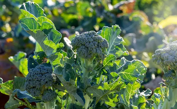 Súp lơ xanh giúp ngăn ngừa bệnh thiếu máu