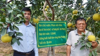 Bưởi tôm vàng Đan Phượng