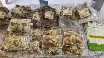 Nấm sò nâu Nghĩa Minh