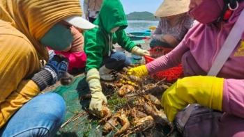 Xác định nguyên nhân ban đầu khiến tôm hùm ở Phú Yên chết bất thường