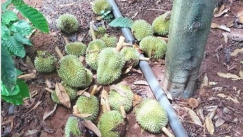 Nông dân khóc ngất khi phát hiện 1.600 trái sầu riêng non bị phá hoại