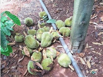 Nông dân khóc ngất khi phát hiện 1.600 trái sầu riêng non bị phá hoại