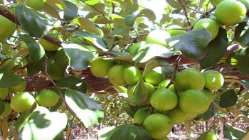 Táo ta giúp tăng cường sức đề kháng