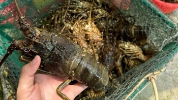 Công bố nguyên nhân tôm hùm chết hàng loạt tại Phú Yên