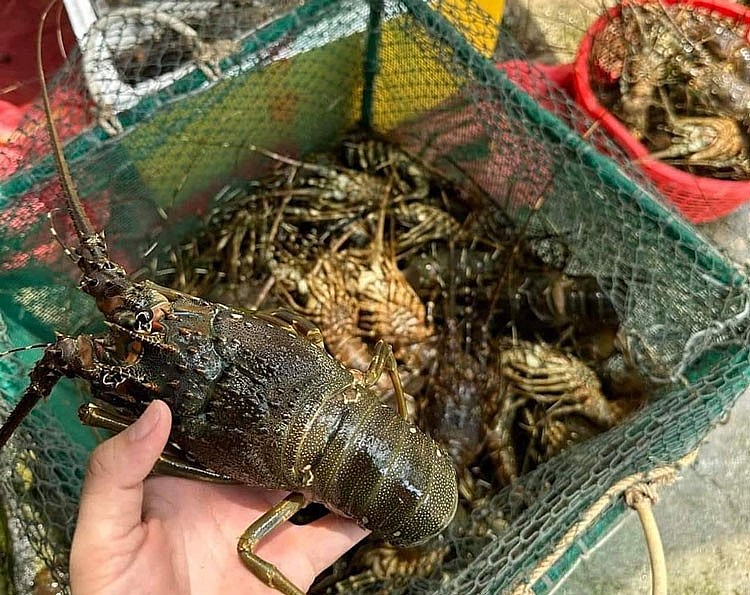 Tôm hùm chết ở thị xã Sông Cầu (Phú Yên) bị chết hàng loạt.