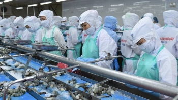 Xuất khẩu tôm "sôi động" tại thị trường EU