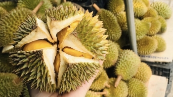 Sầu riêng mini Thái Lan đổ bộ chợ Việt, sầu riêng nội có đáng lo?