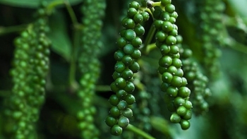 Giá tiêu cán mốc 120.000 đồng/kg, vì sao nông dân kém vui?