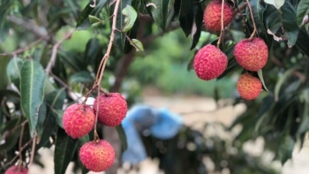 Chuyên gia Nhật Bản sang Việt Nam giám sát vải thiều xuất khẩu