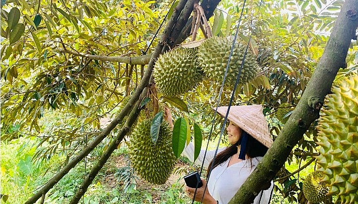 Hết năm 2023, diện tích sầu riêng của Việt Nam khoảng 110.000ha. Hết năm 2023, diện tích sầu riêng của Việt Nam khoảng 110.000ha.