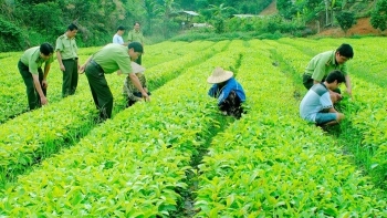 Hỗ trợ đầu tư cơ sở sản xuất giống cây trồng lâm nghiệp