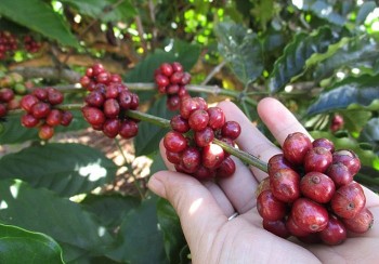 Cà phê trở lại đường đua tăng giá
